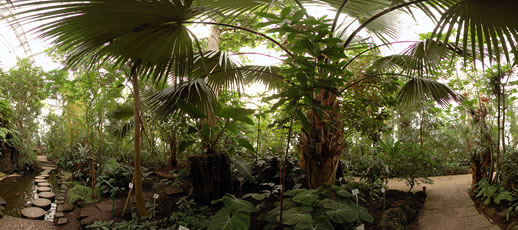 BGBM Botanischer Garten Palmenhaus